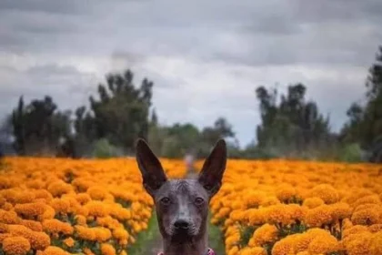 Flor de cempasúchil: ¿por qué es tóxica para perros y gatos?