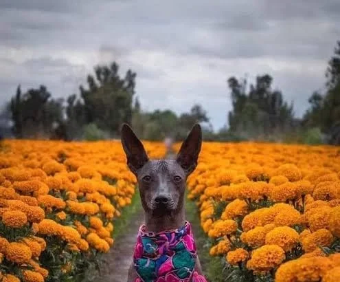 Flor de cempasúchil: ¿por qué es tóxica para perros y gatos?