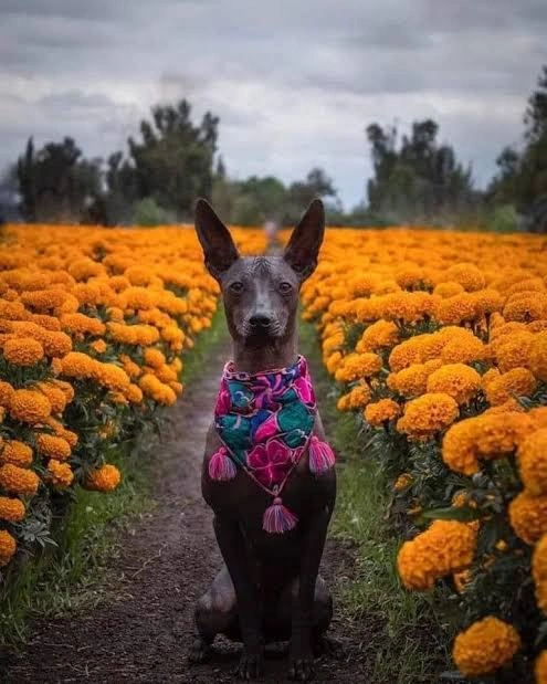 Flor de cempasúchil: ¿por qué es tóxica para perros y gatos?